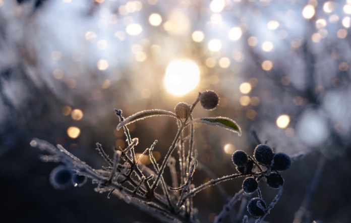 Growth and Change During Winter Solstice