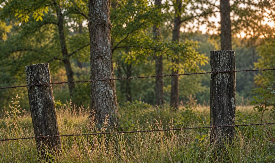 Quiet woodland landscape for an afterlife-beliefs comparison Weathered wooden fence posts and wire beside a sunlit woodland edge